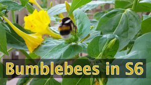 Read more about the article Bumblebees in Galaxy S6 Video Camera Test HD